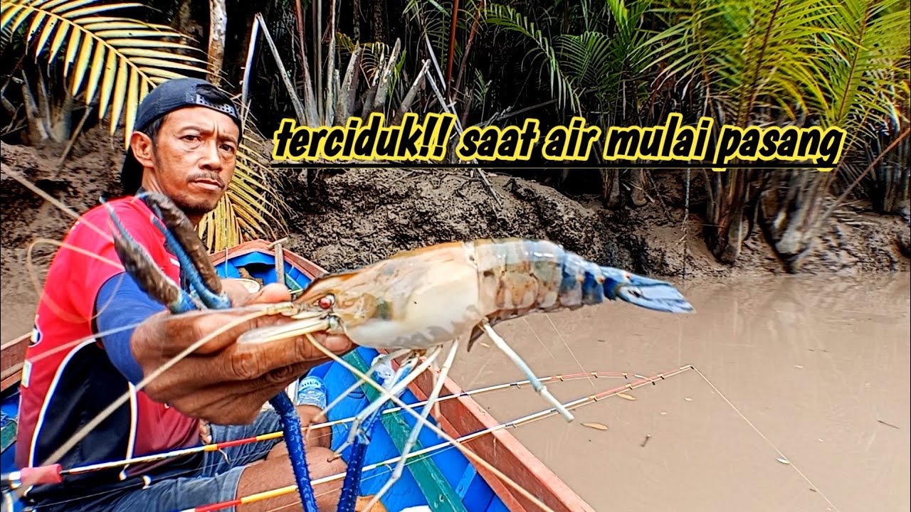super besar!! saat air mulai pasang udang galah besar keluar mencari makan mancing udang galah
