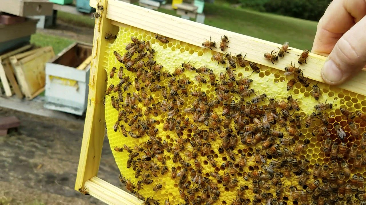 How To Do Fall Honey Bee Nuc Splits