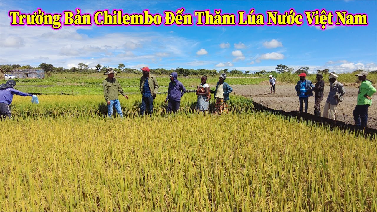 Trưởng Thôn Bản Chilembo Đến Thăm Và Học Hỏi Kinh Nghiệm Trước Khi Triển Khai Dự Án Lúa Nước Tại Bản