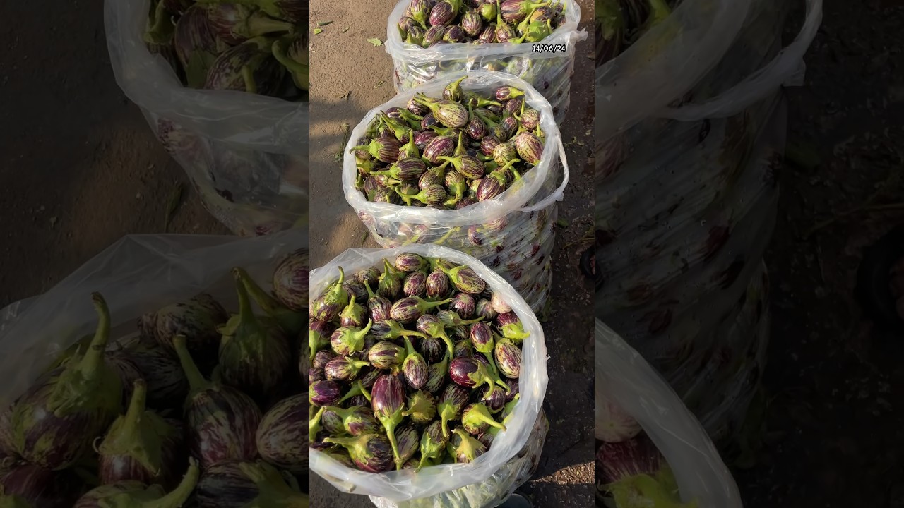 Vankaya | brinjal | Bowenpally vegetable market #brinjal #viral #trending #vegetables #shorts #video