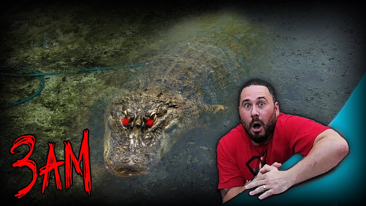 FEEDING ALLIGATORS AT 3AM (OVERNIGHT)