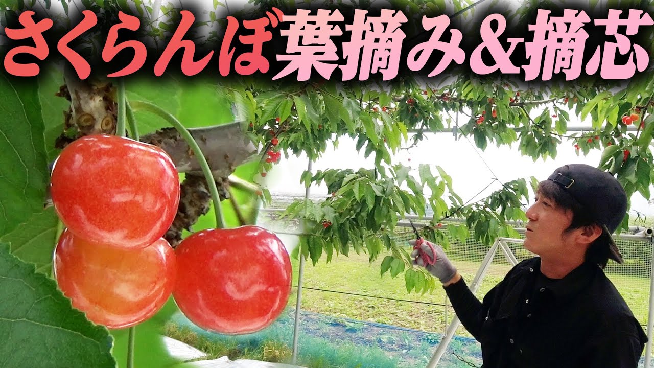 【長谷部農園】さくらんぼの葉摘み＆摘芯