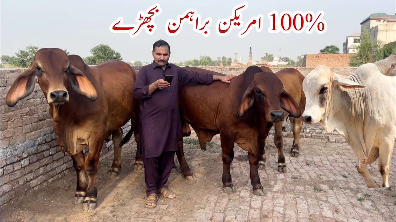 100 % Pure American Brahman Calves Available in Pakistan #brahman #bull #cattlefarm