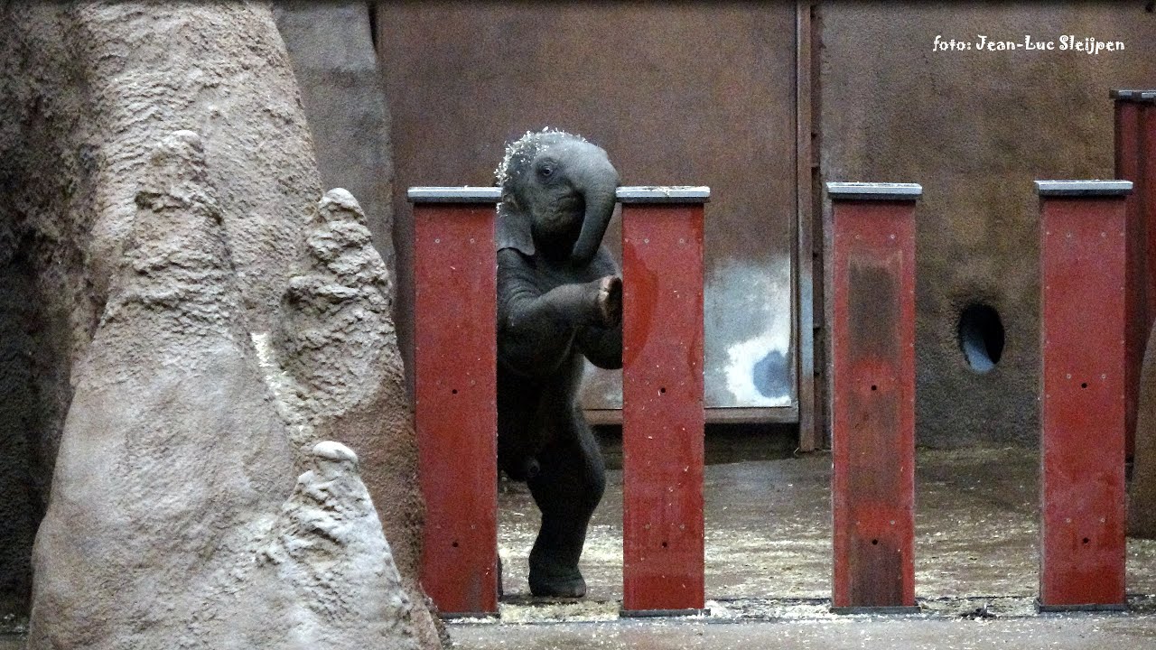they had forgotten Maxi and the other elephants disagreed and spoke up in Diergaarde Blijdorp
