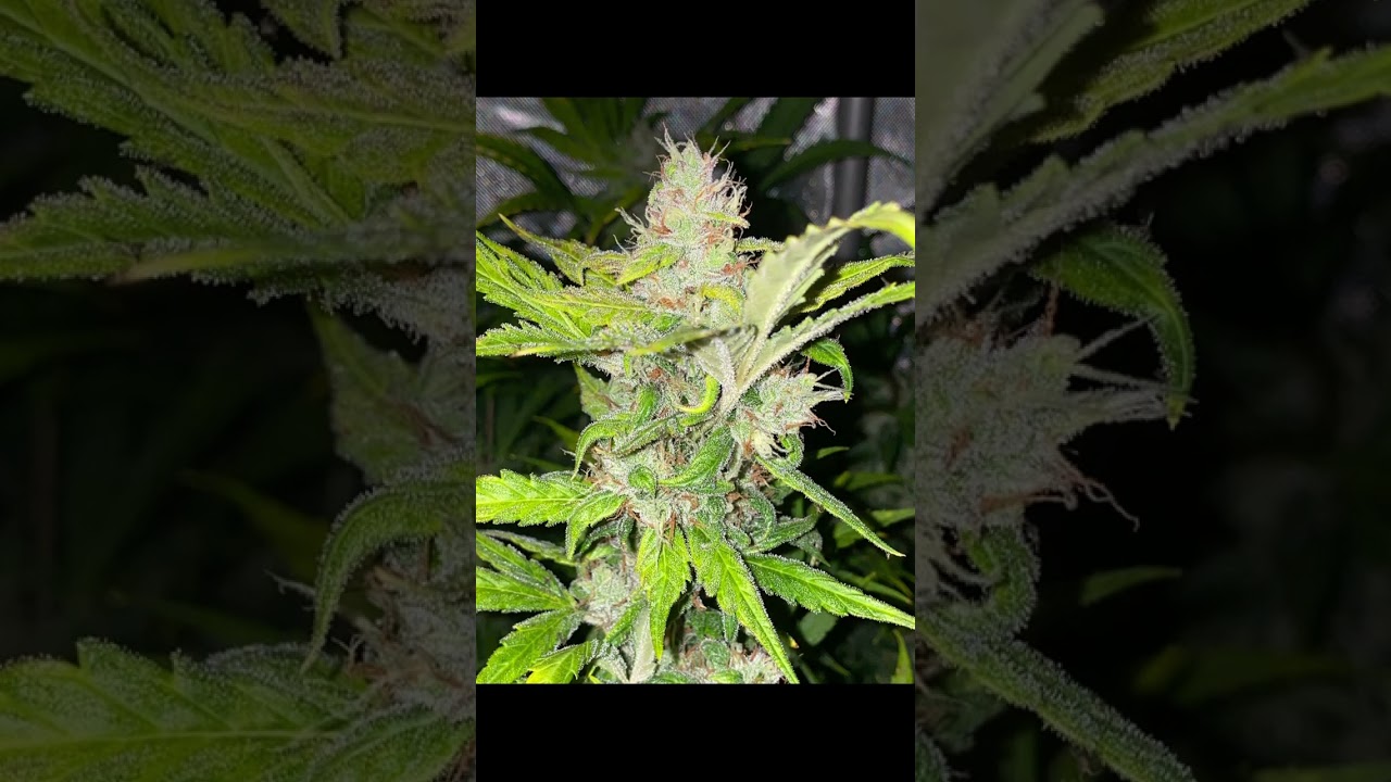 2-3 weeks left. @Ethos pluto cut auto, @humboldtseedcompany mango sherbert auto.