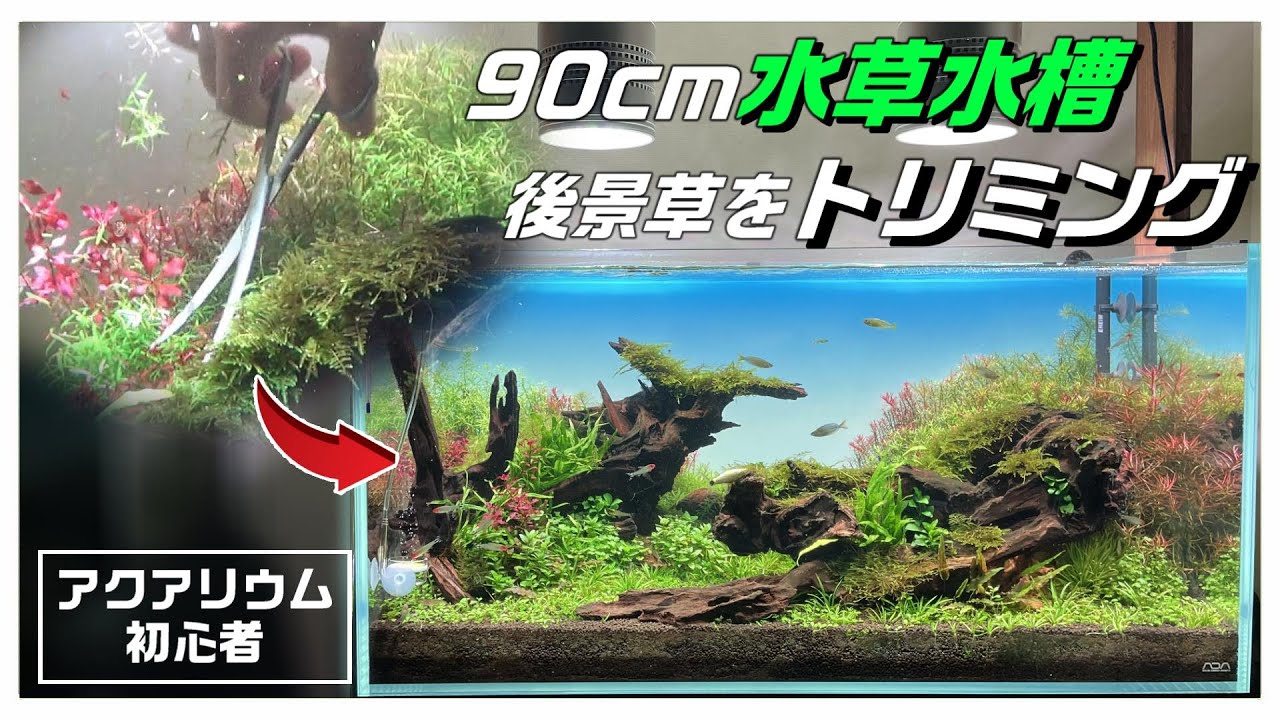 【水草トリミング】伸びてきたロタラなど有茎草メインに構図に沿ったラインでトリミングしていく#aquarium #トリミング#水草水槽#natureaquarium