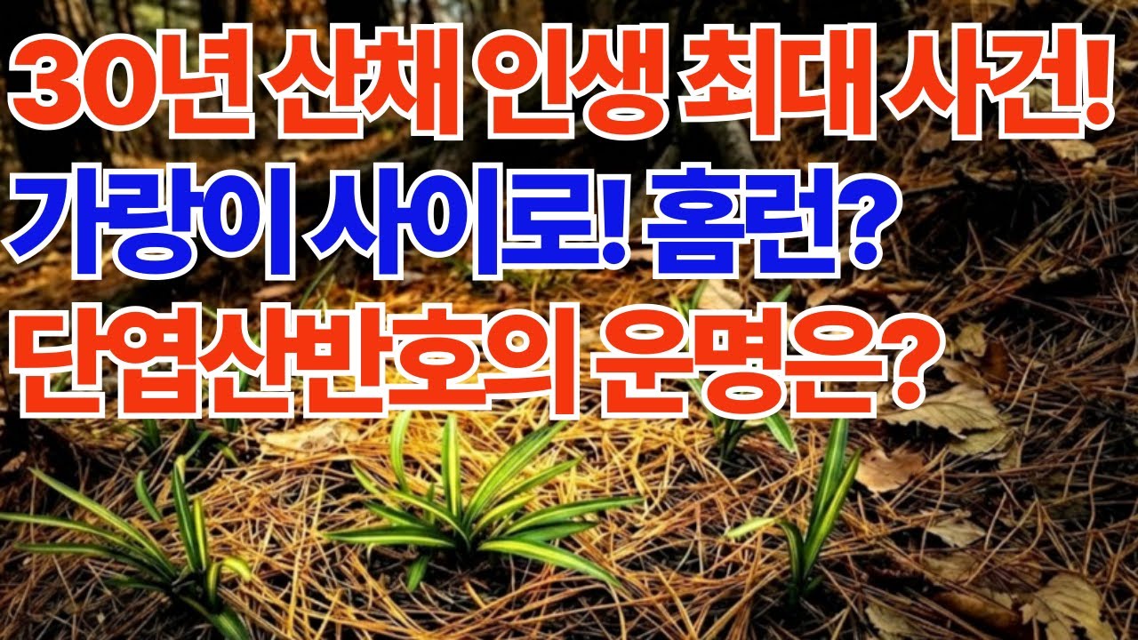 가랑이 사이로 날아간 3천만원짜리 춘란, 30년 만에 밝혀진 충격적 진실 [실화] #춘란 #산채 #실화  #감동실화 #난초 #한국춘란#반려식물 #천향원 #천향원TV#호영재