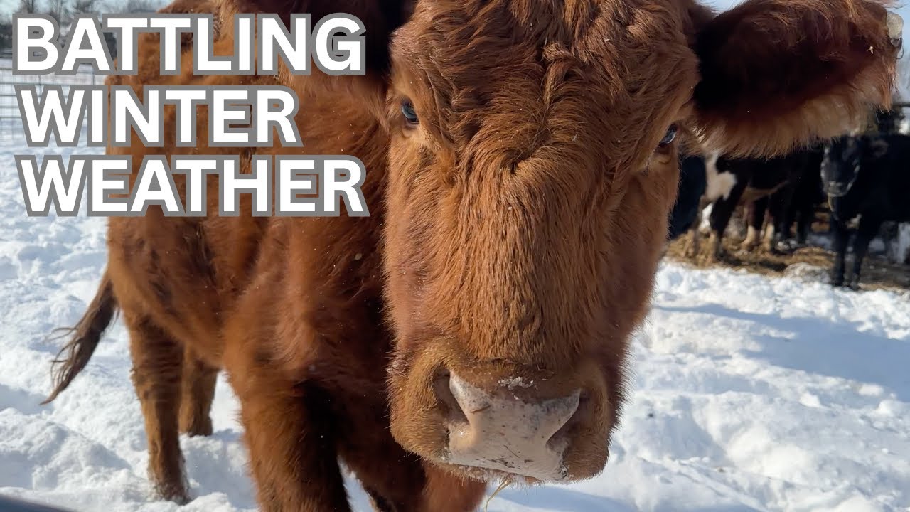 Farm Recovery after a Winter Snow Storm