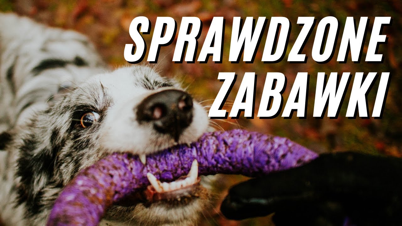Border Collie - sprawdzone zabawki