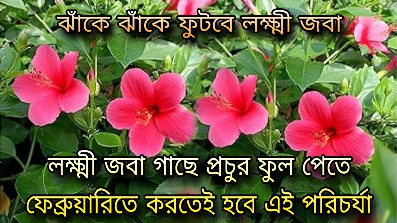 লক্ষ্মী জবা গাছে প্রচুর ফুল পেতে ফেব্রুয়ারিতে করতেই হবে এই পরিচর্যা / ঝাঁকে ঝাঁকে ফুটবে লক্ষ্মী জবা