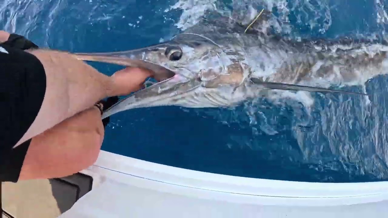 Happy Fisherman   EP94 Bermagui Marlin with Dave and Rino
