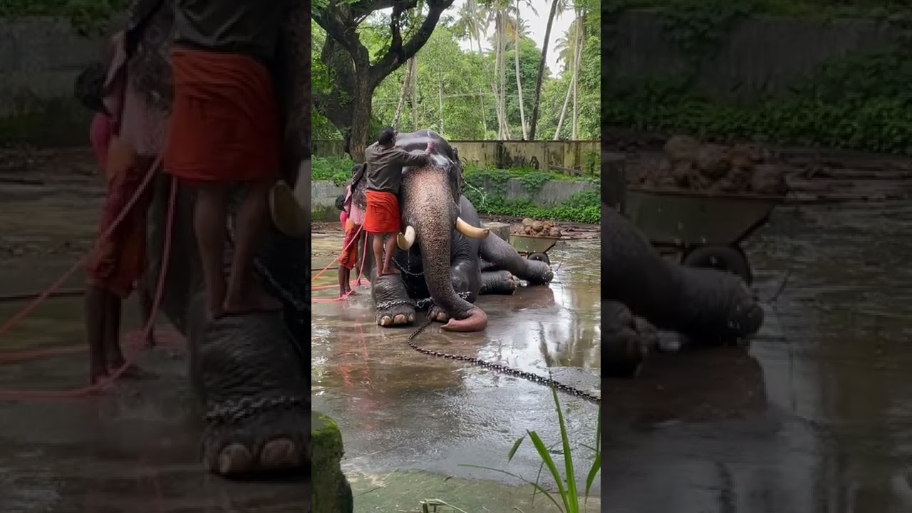 @ Punnathur Kota - Anakkotta -Guruvayoor - Elephant Camp