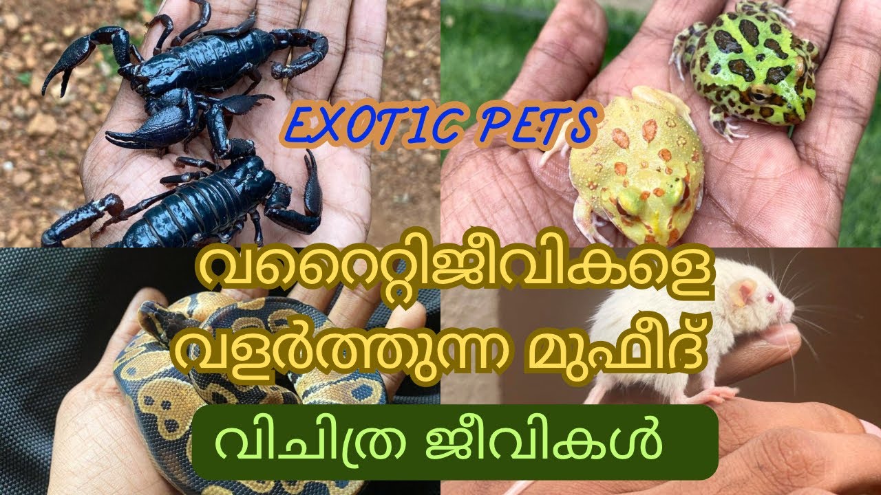 Exotic pets കളെ വളർത്തി വിൽക്കുന്ന ചുരുക്കം ചിലരിൽ പെട്ട zoophe മുഫീദിനെ കുറിച്ച് അറിയാം. Pets.