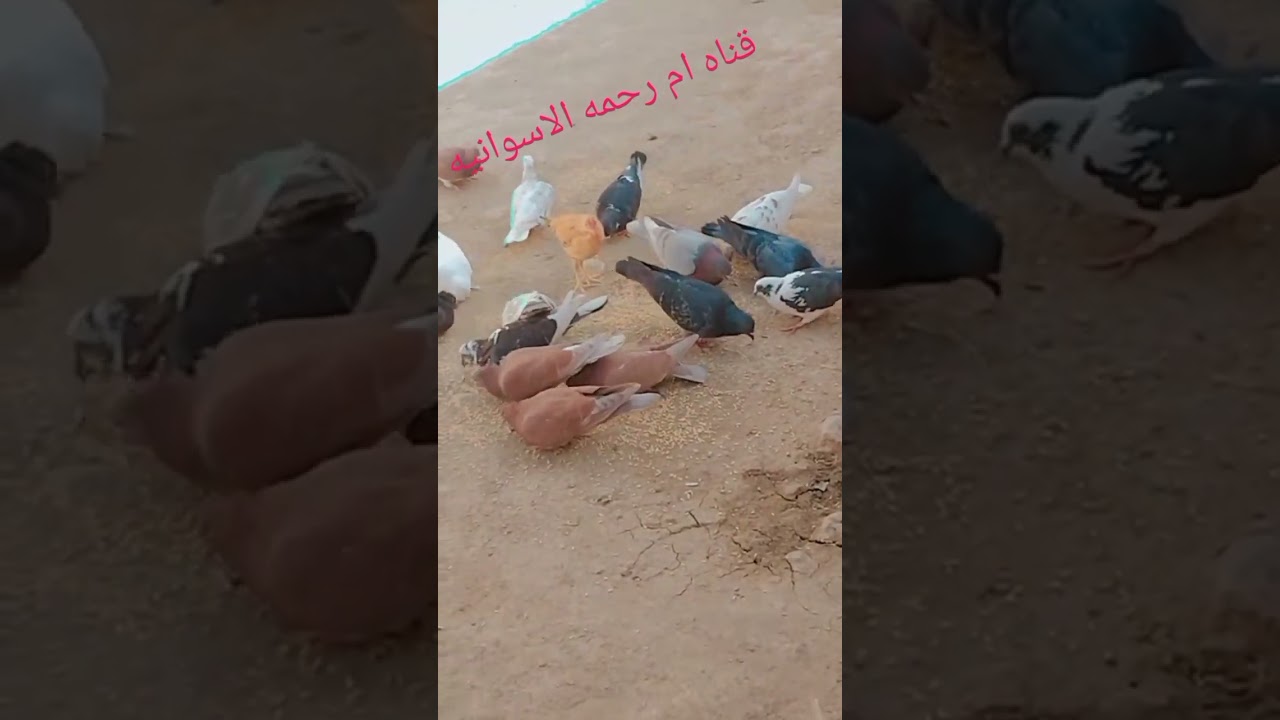 قاعده العصاري مع ام رحمه والطيور