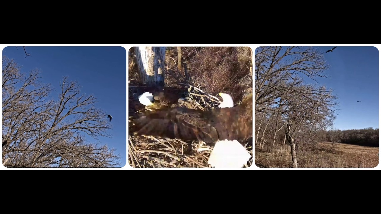 Decorah Eagles - North Nest, the battle for territory continues 18.02.2026 Explore Live Nature Cams