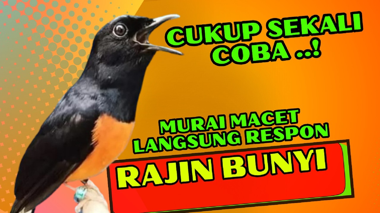PANCINGAN PAGI-PAGI AGAR MURAI GACOR❗❗ MURAI MACET PASTI NYAUT EMOSI❗❗