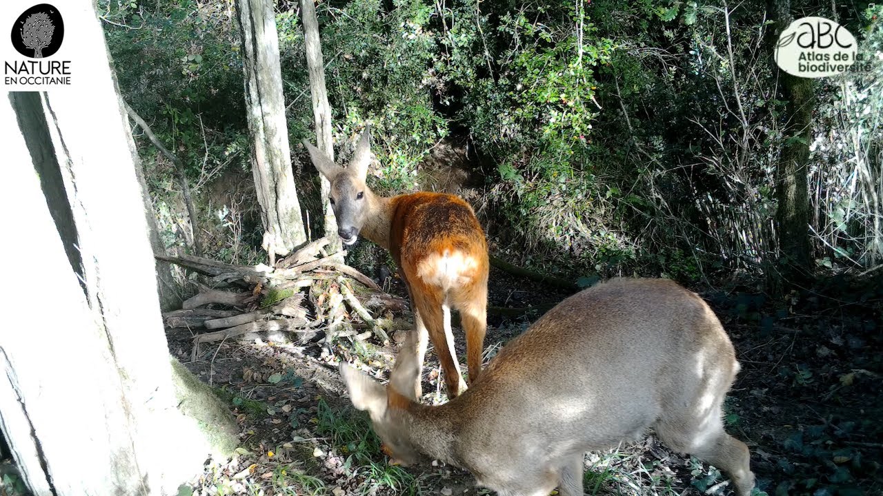 Découvrez la faune de Mondonville - Atlas de la biodiversité communale