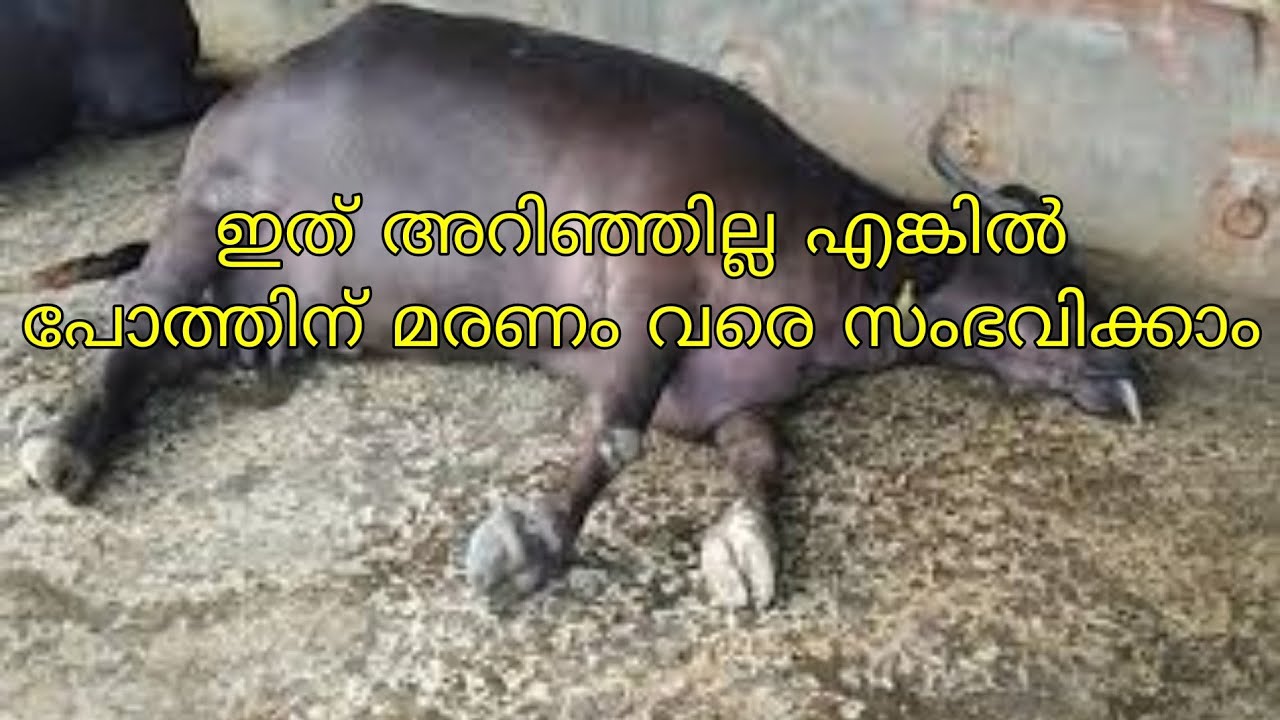 പോത്തിന്, കന്നുകാലികളില്‍ ദഹനക്കേട്, വയര്‍കമ്പം വന്നാൽ എന്ത് ചെയ്യും|how to cure acid indigestion |