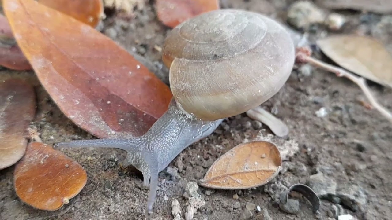 ខ្យងដីកម្រ Rare land snail