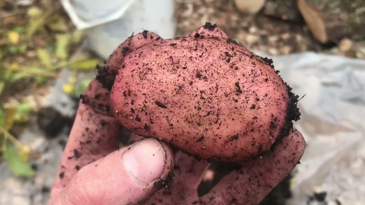Surprising Potato Reveal | Sarpo Mira in a 10l container 😃💚🙏✨🥔🔥#regenerativesoil #potatoreveal