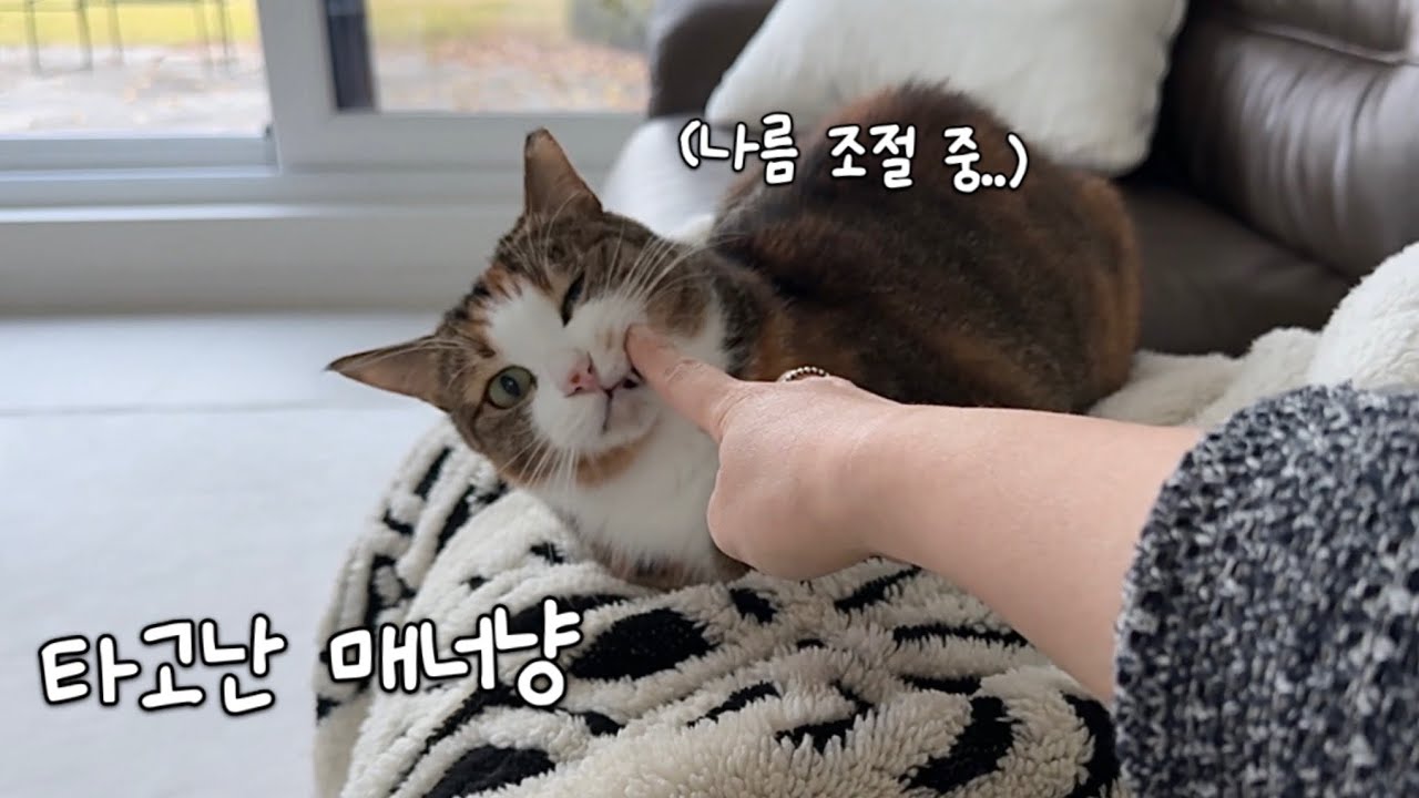 가르친 적도 없는데 발톱을 숨길 줄 아는 매너냥🤵
