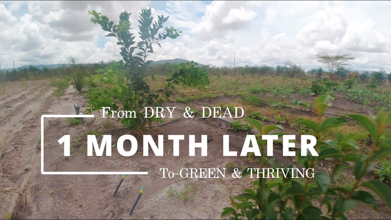 The Rains Are Finally Here! Farm Transforms After Drought