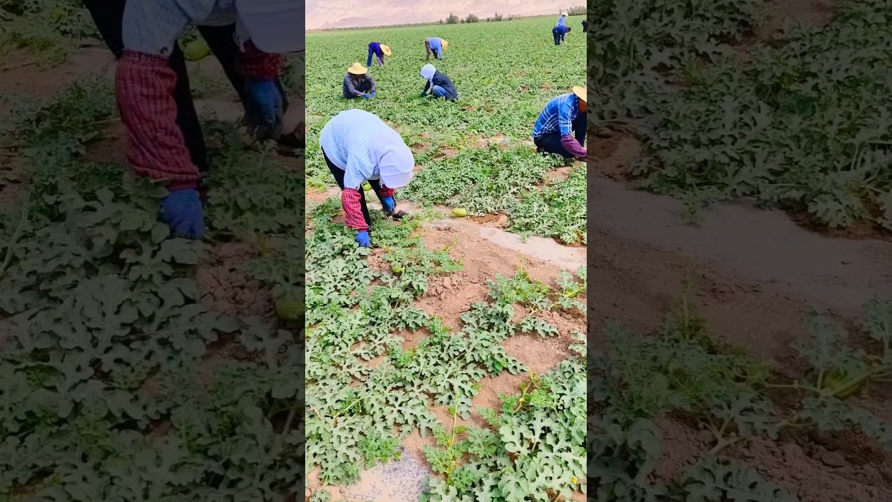 No Keeping First Fruits  Watermelon Farming  #satisfying #shot
