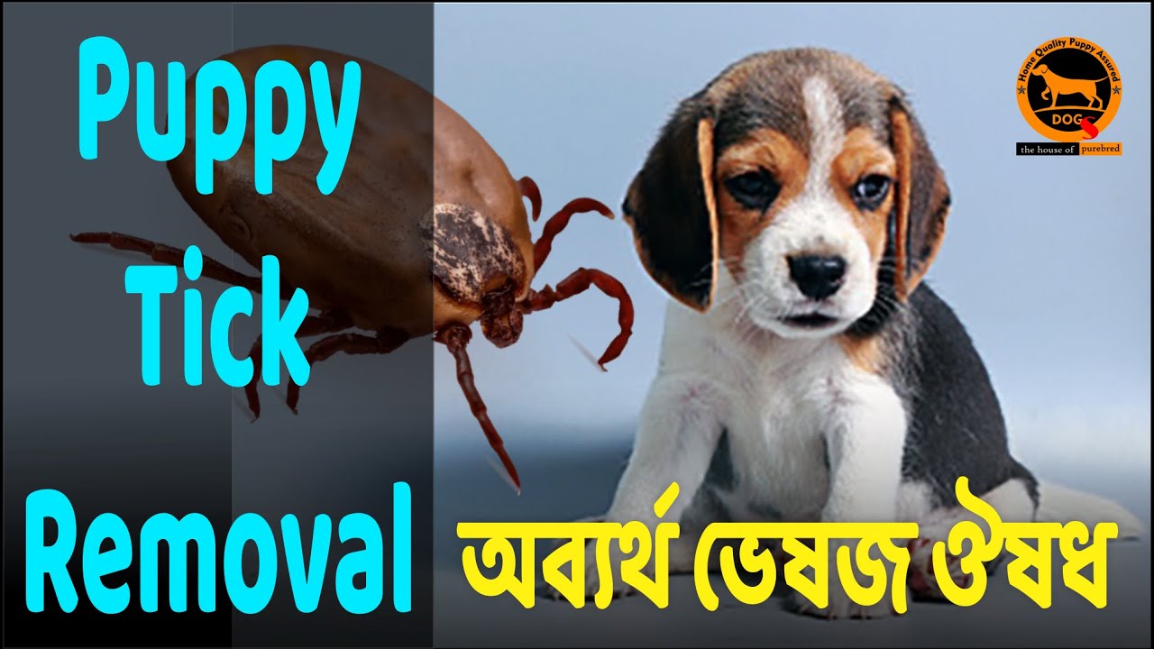 Puppy tick removal | homemade and herbal | guarantee 100% | Bengali | QDogS