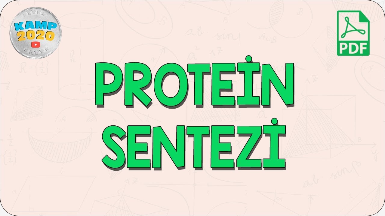 Protein Sentezi | AYT Biyoloji 2020