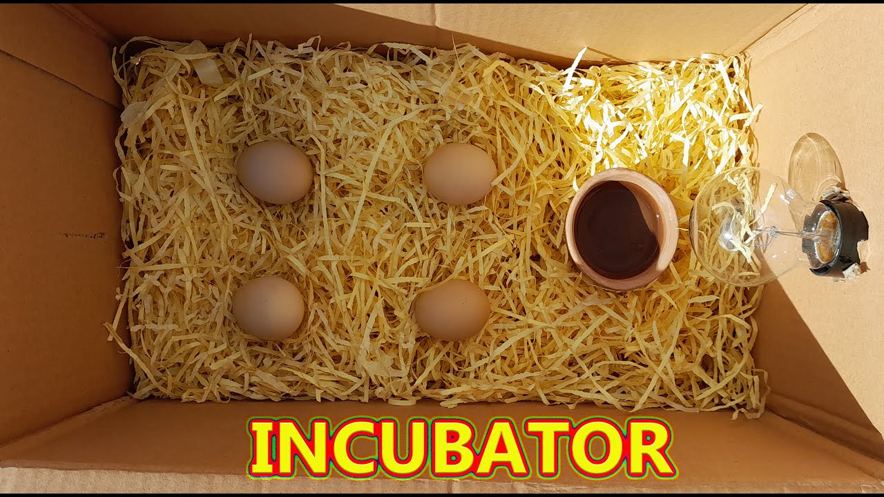 How to make an easy egg incubator at home