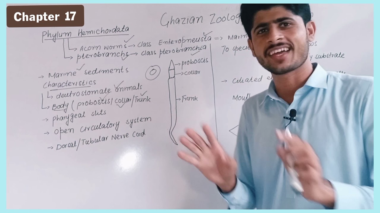 Phylum Hemichordata |Class Enteropneusta |Miller And Harley Zoology |in Urdu and Hindi