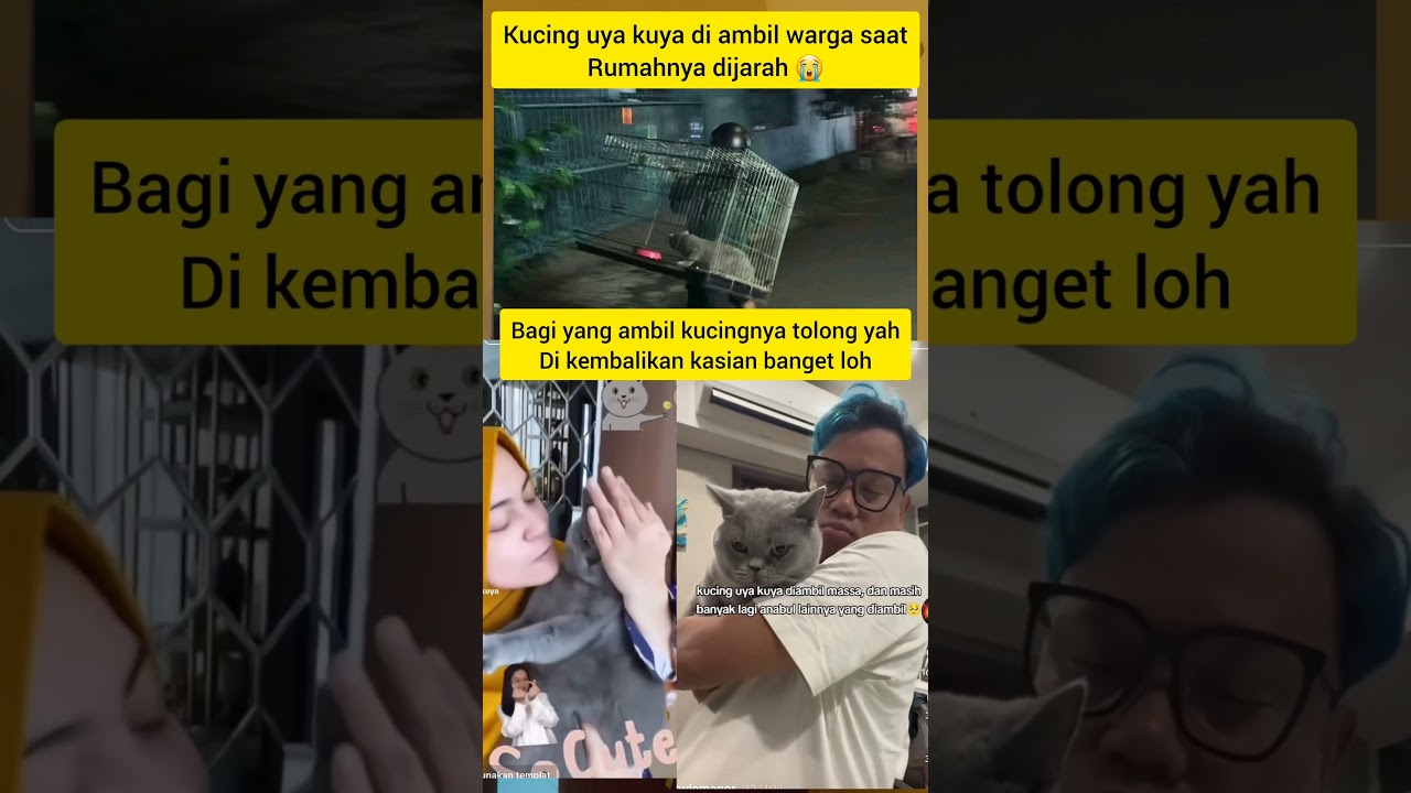 kucing uya kuya 😭 #uyakuya #kucing #kucinglucu