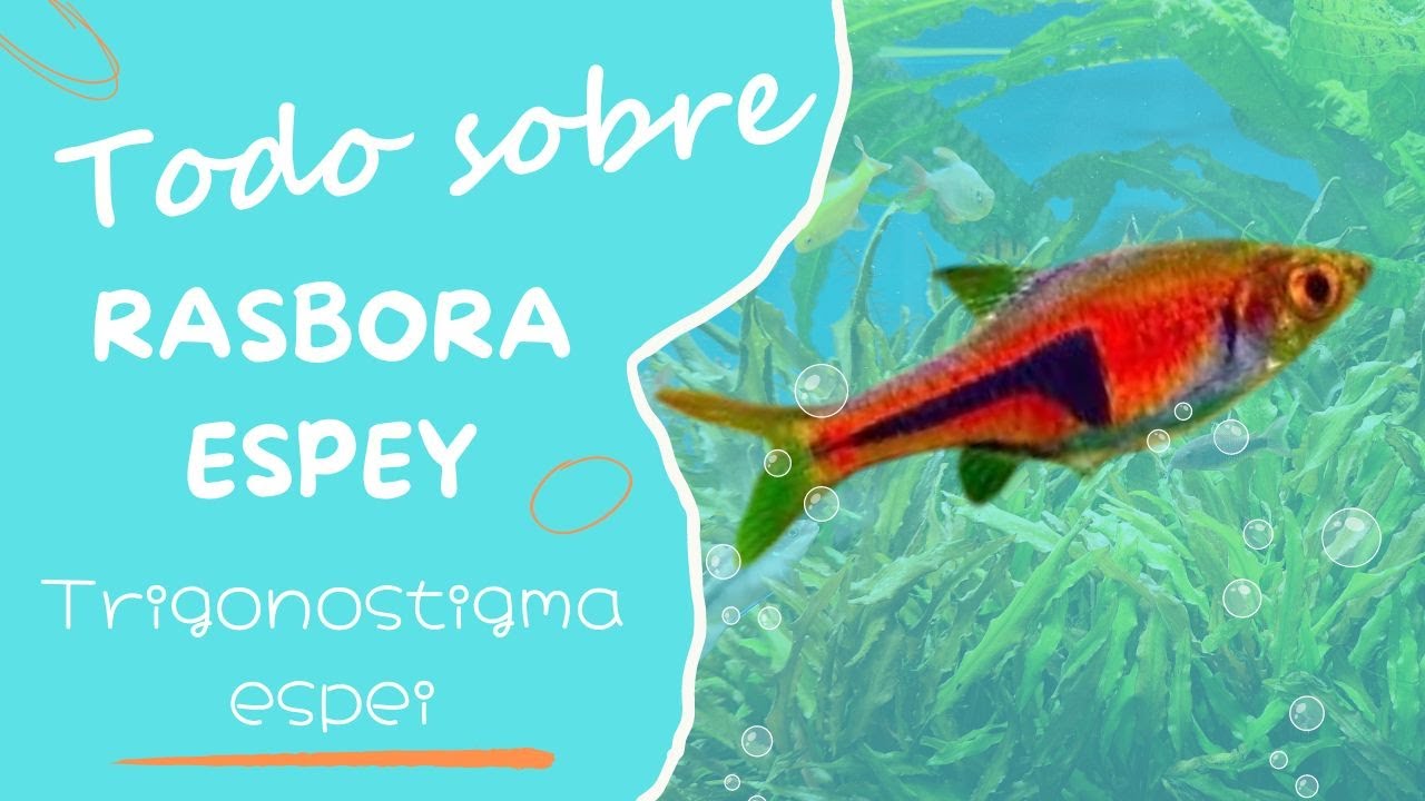 Rasbora espei Todo lo que necesitas saber sobre este fascinante pez