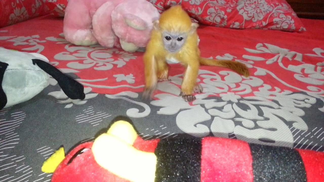 Lutung, Baby Dan Bonekanya (Part 2)
