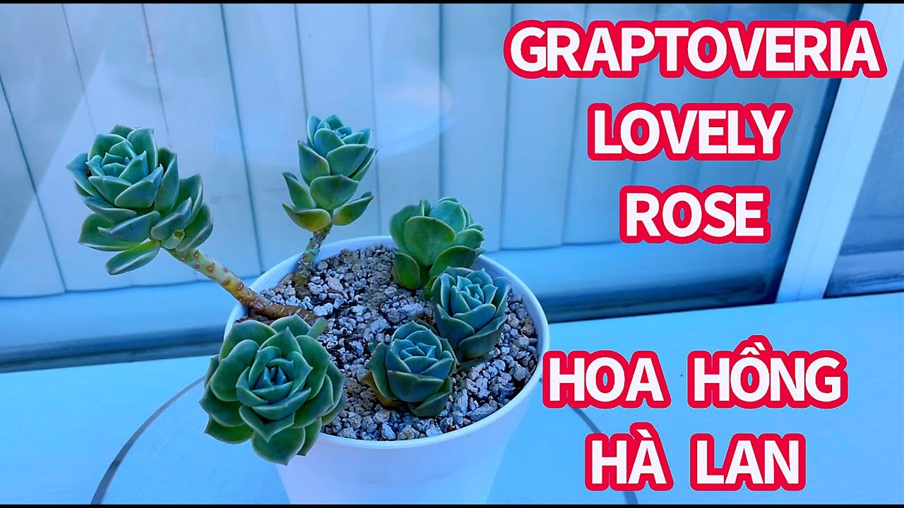 #424 PROPAGATE GRAPTOVERIA LOVELY ROSE | NHÂN GIỐNG SEN ĐÁ HOA HỒNG HÀ LAN