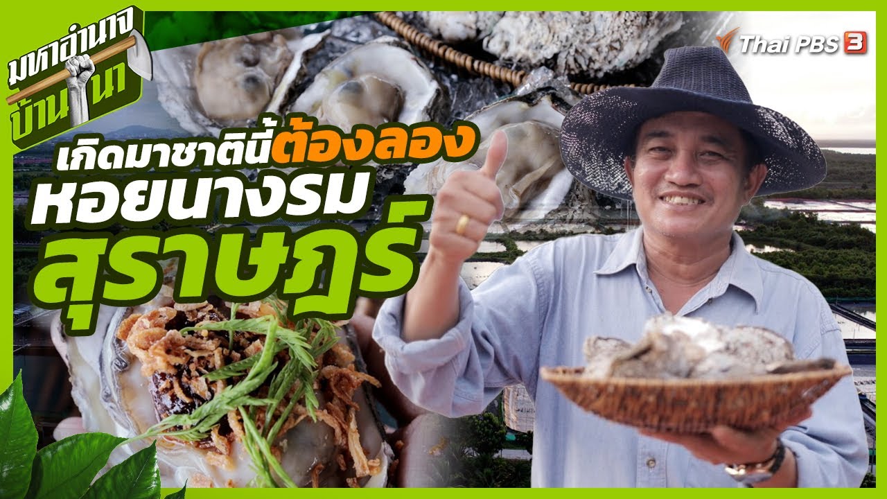หอยนางรมสุราษฎร์ เกิดมาชาตินี้ต้องลอง | มหาอำนาจบ้านนา