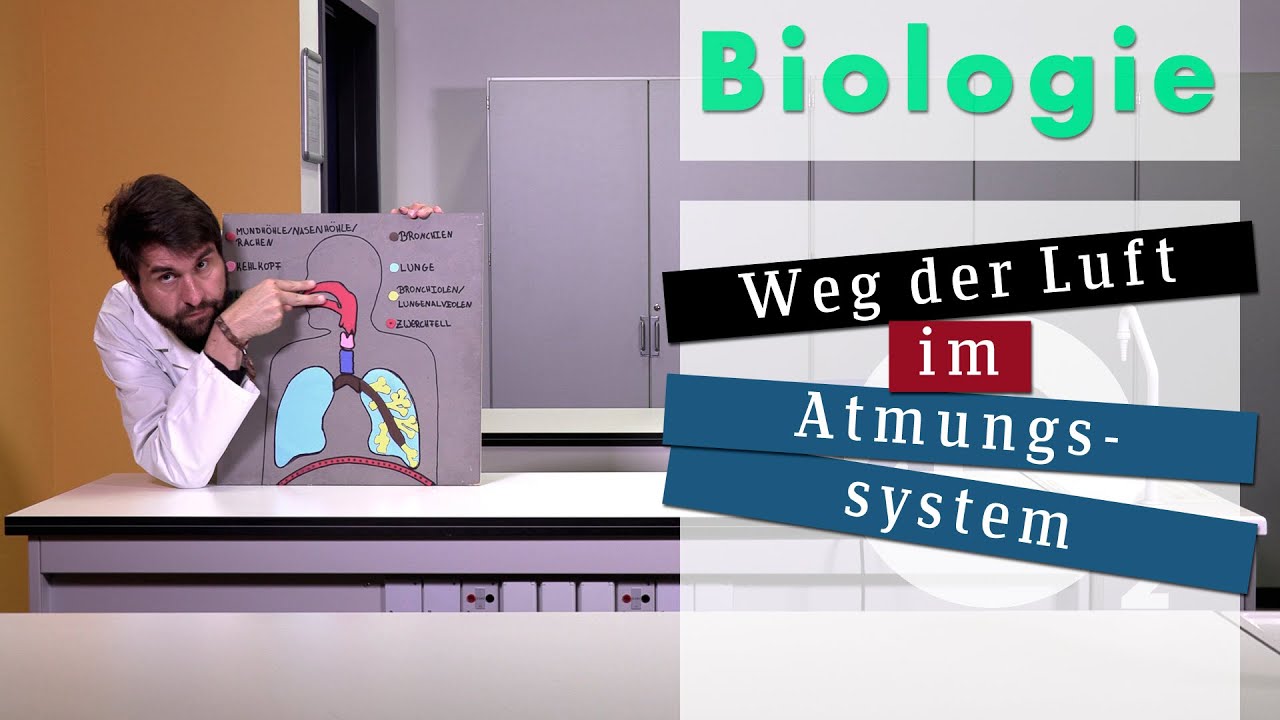 Biologie: Weg der Luft im Atmungssystem w&auml;hrend der Einatmung