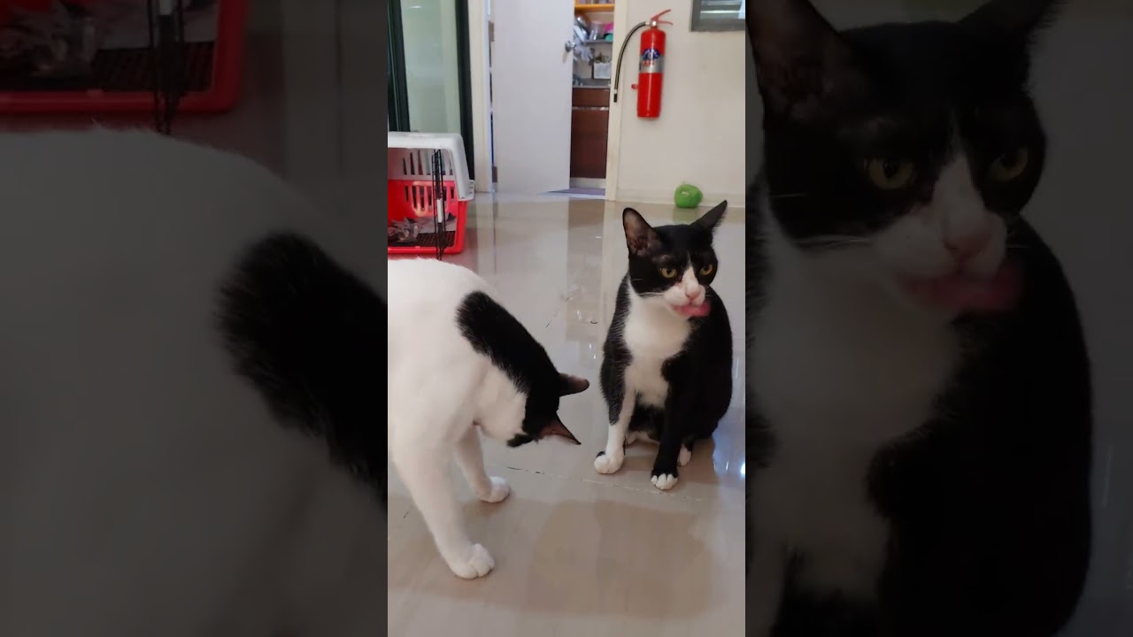 เพื่อไม่ให้เศรษฐีดื้อเลยต้องป้อนขนม