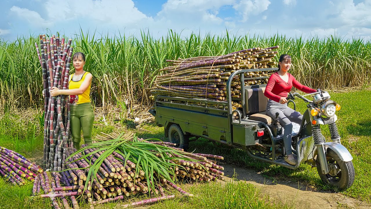 TIMELAPSE -- 279 Days Harvest Billion Tons Giant Sugarcane, Go to Market Sell | Phương Countryside