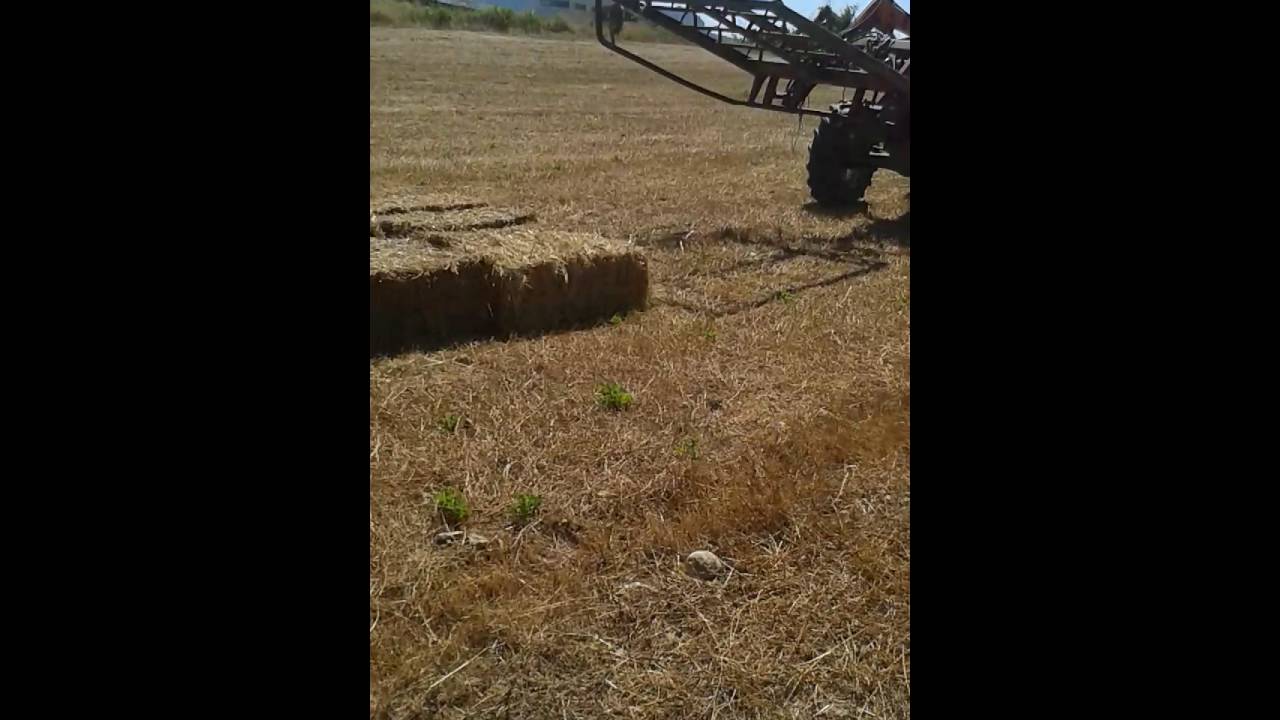 Grifa Galucho 8 fardos