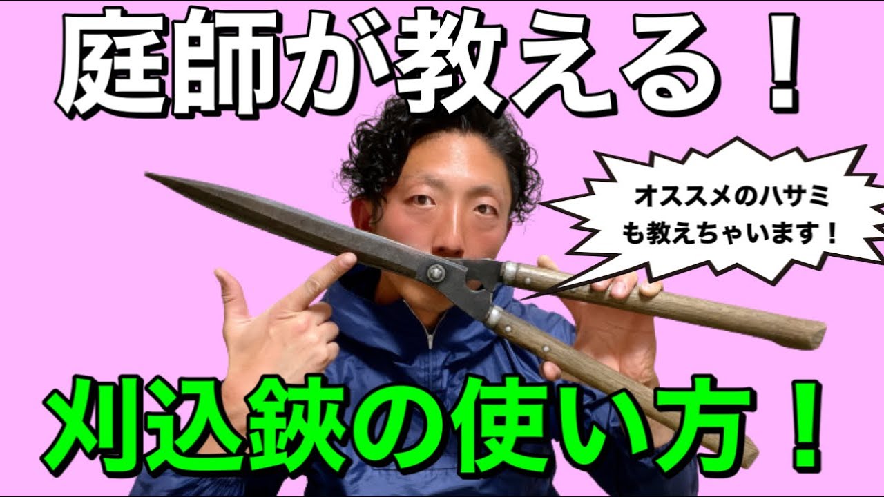 【刈込鋏の使い方　剪定　玉散らし　サザンカ】初心者、新人庭師必見！刈込鋏のことについて庭師が惜しみなく解説実演！