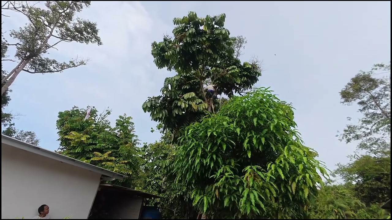 Niki buah kasai / buah kristal ba Kpg Ng.Tot Debak