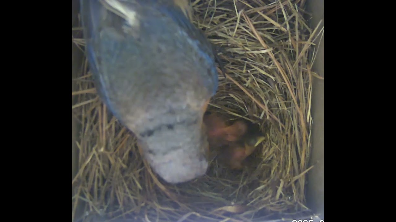 Mama bluebird determined to feed giant grasshopper to baby - then  figures it out!