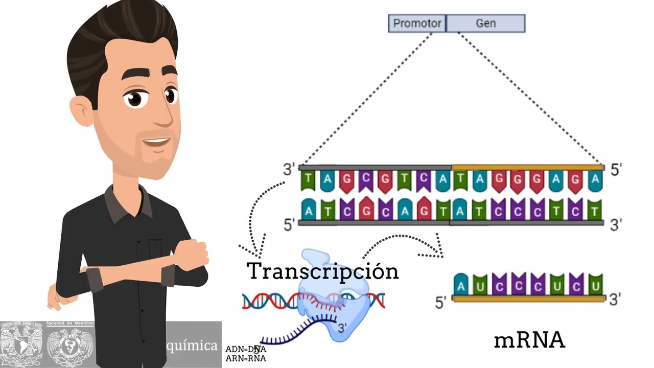 Regulación de la Expresión Génica