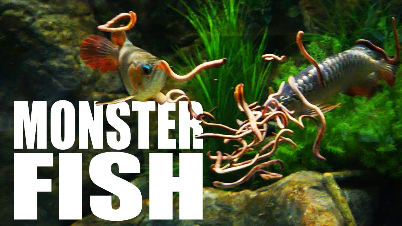 Feeding my fish MASSIVE WORMS | The King of DIY