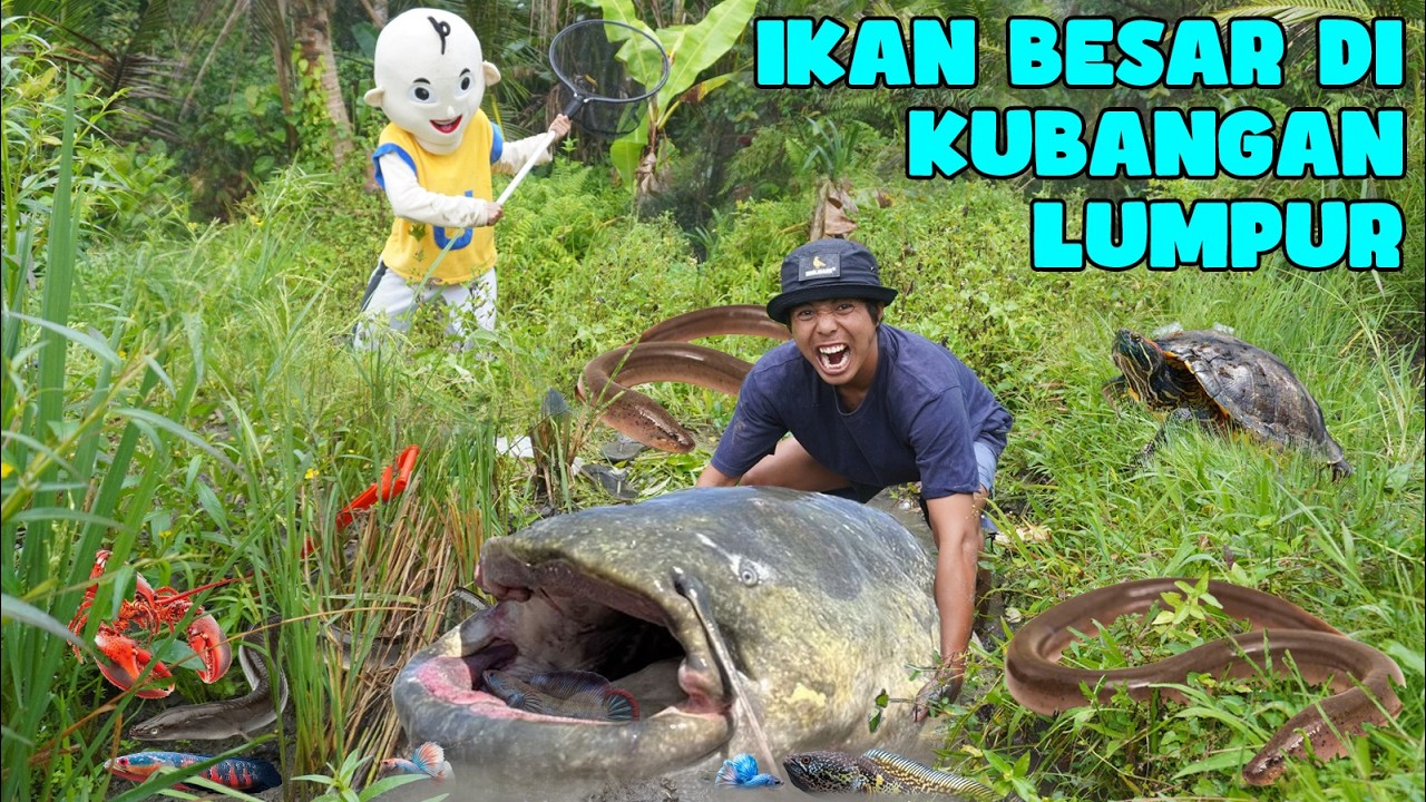KITA MENEMUKAN BANYAK IKAN BESAR DI DALAM LUBANG LUMPUR?!
