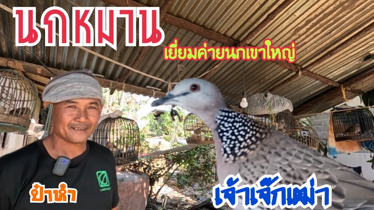 นกหมาน…อีกตัว เยี่ยมค่ายนกเขาใหญ่ป๋า