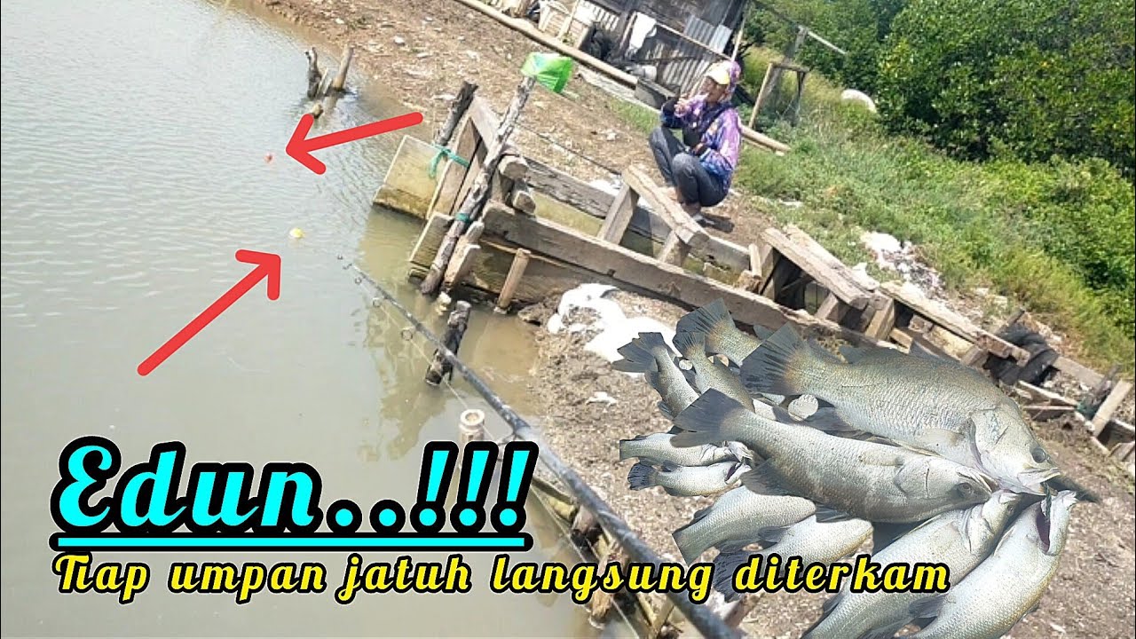 Mancing kakap ditambak ini tak kuasa dengar reel menjerit tanpa henti !!