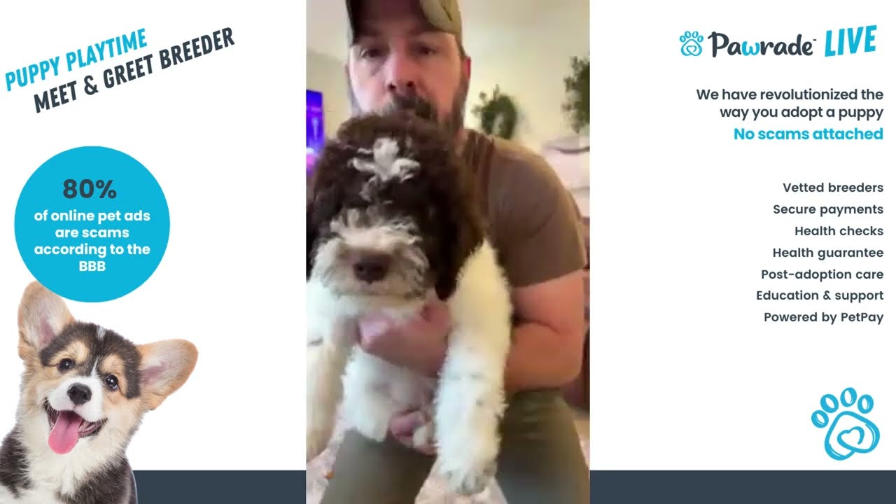 Facts About Lagotto Romagnolo Puppies | Is it the right dog for you? | PawradeLIVE