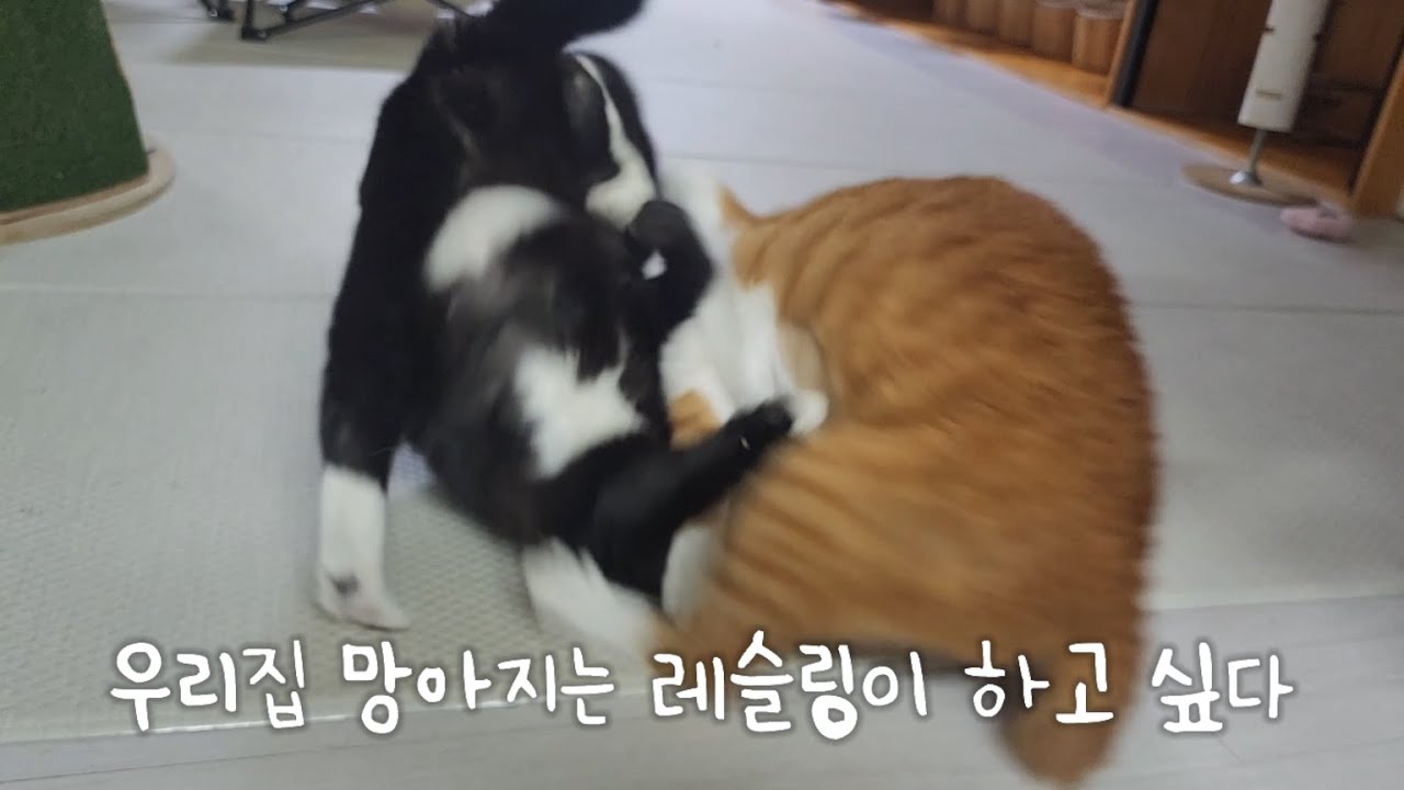 우리집 망아지는 모두와 레슬링이 하고 싶다 (대장 형아 빼고)